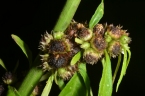 Struchium sparganophorum