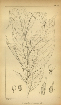 Phaeanthus splendens