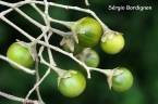 Solanum sanctaecatharinae