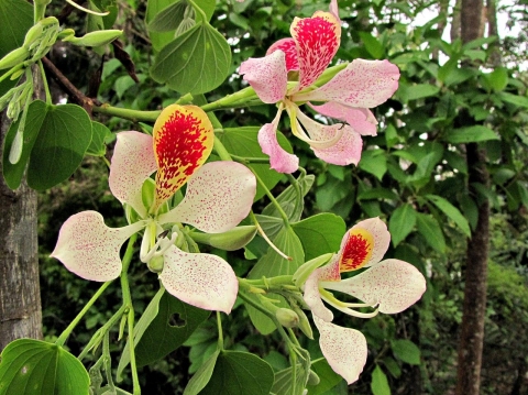 Bauhinia monandra