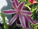 Crinum zeylanicum