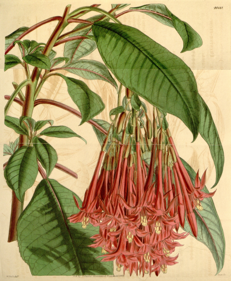 Fuchsia corymbiflora