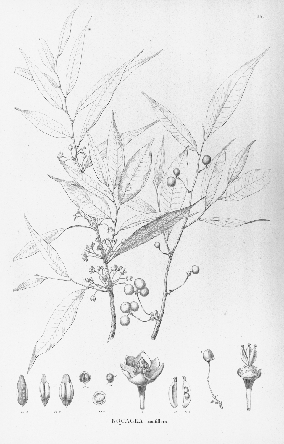 Bocageopsis multiflora