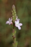 Verbena officinalis