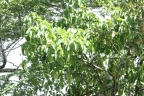 Ficus nymphaeifolia