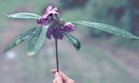 Brunfelsia mire