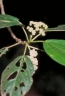 Dendrocnide photinophylla