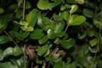 Croton macrobuxus