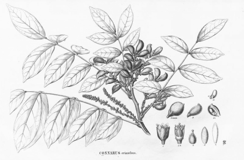 Connarus erianthus