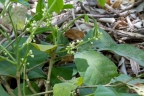 Trichilia martiana
