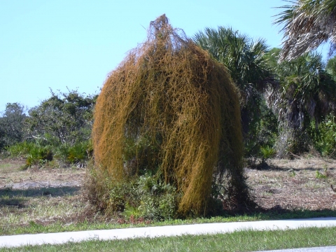 Cassytha filiformis