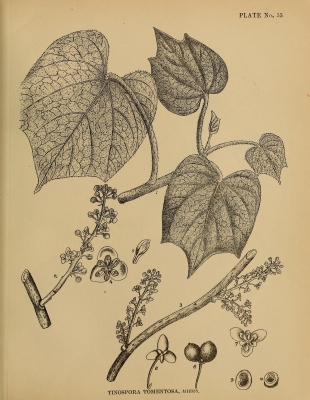 Tinospora sinensis