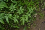 Solanum alternatopinnatum