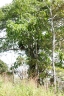 Ficus nymphaeifolia