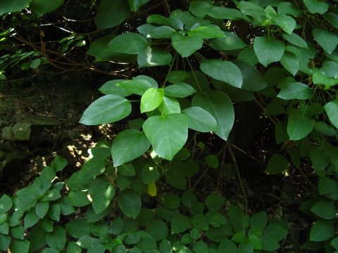 Endospermum chinense