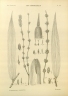 Dendrocalamus longispathus