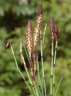 Equisetum bogotense