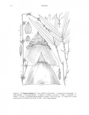 Bambusa gibboides