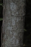 Dendrocnide meyeniana