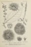 Castanopsis javanica