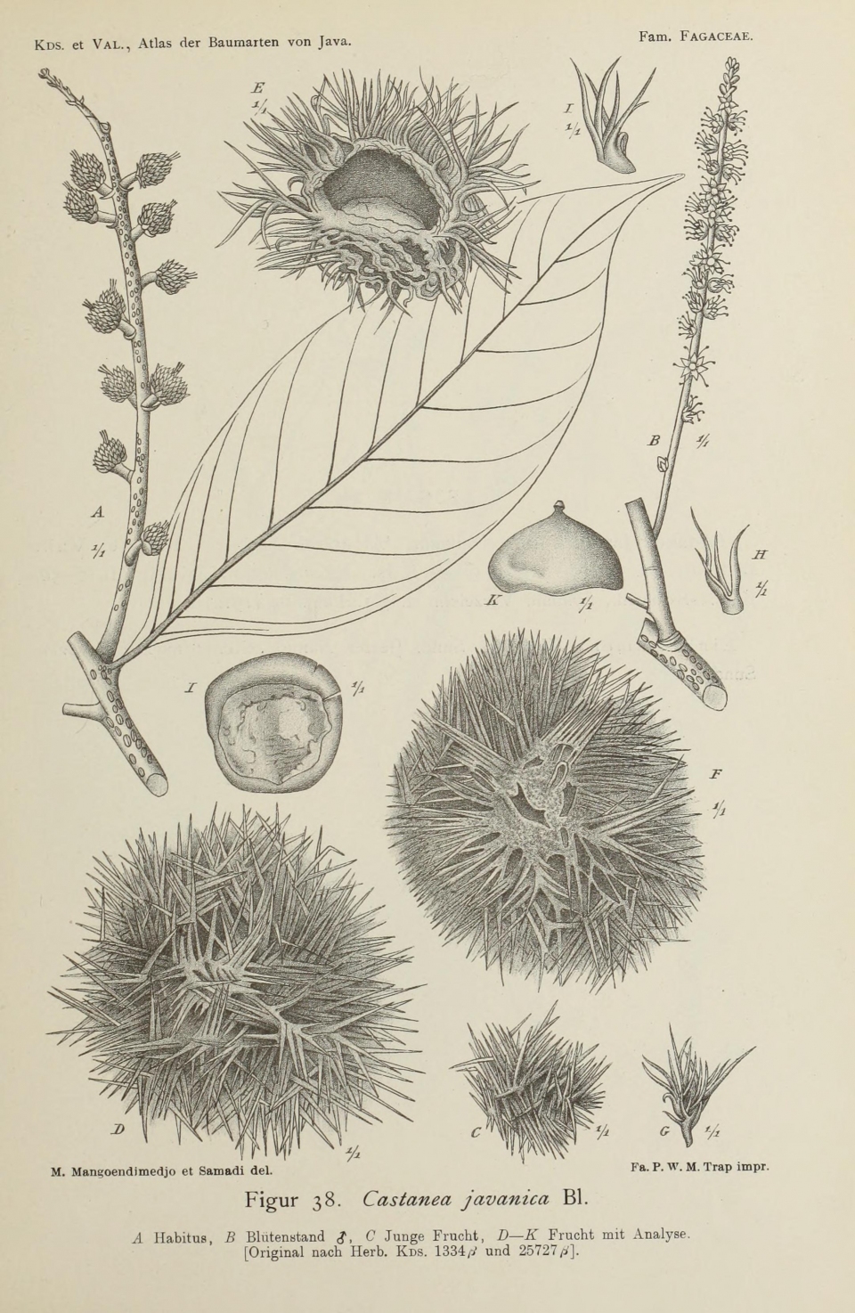 Castanopsis javanica