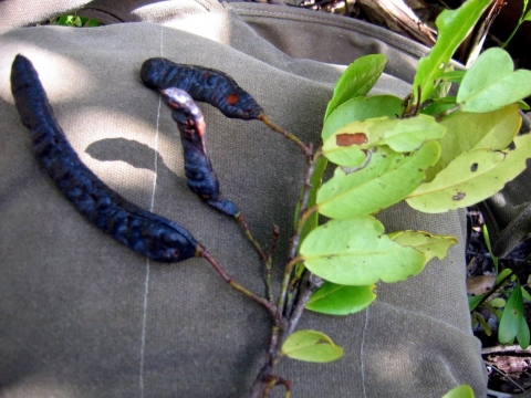 Baudouinia louvelii