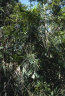 Calamus australis