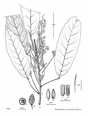 Elaeocarpus sarcanthus