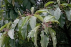 Saurauia napaulensis