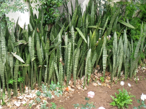 Sansevieria Trifasciata Useful Tropical Plants,Lunches For Kids