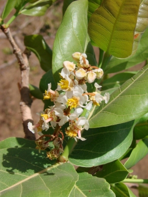 Byrsonima coccolobifolia