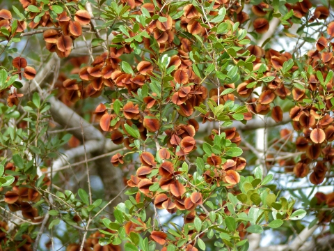 Combretum hereroense