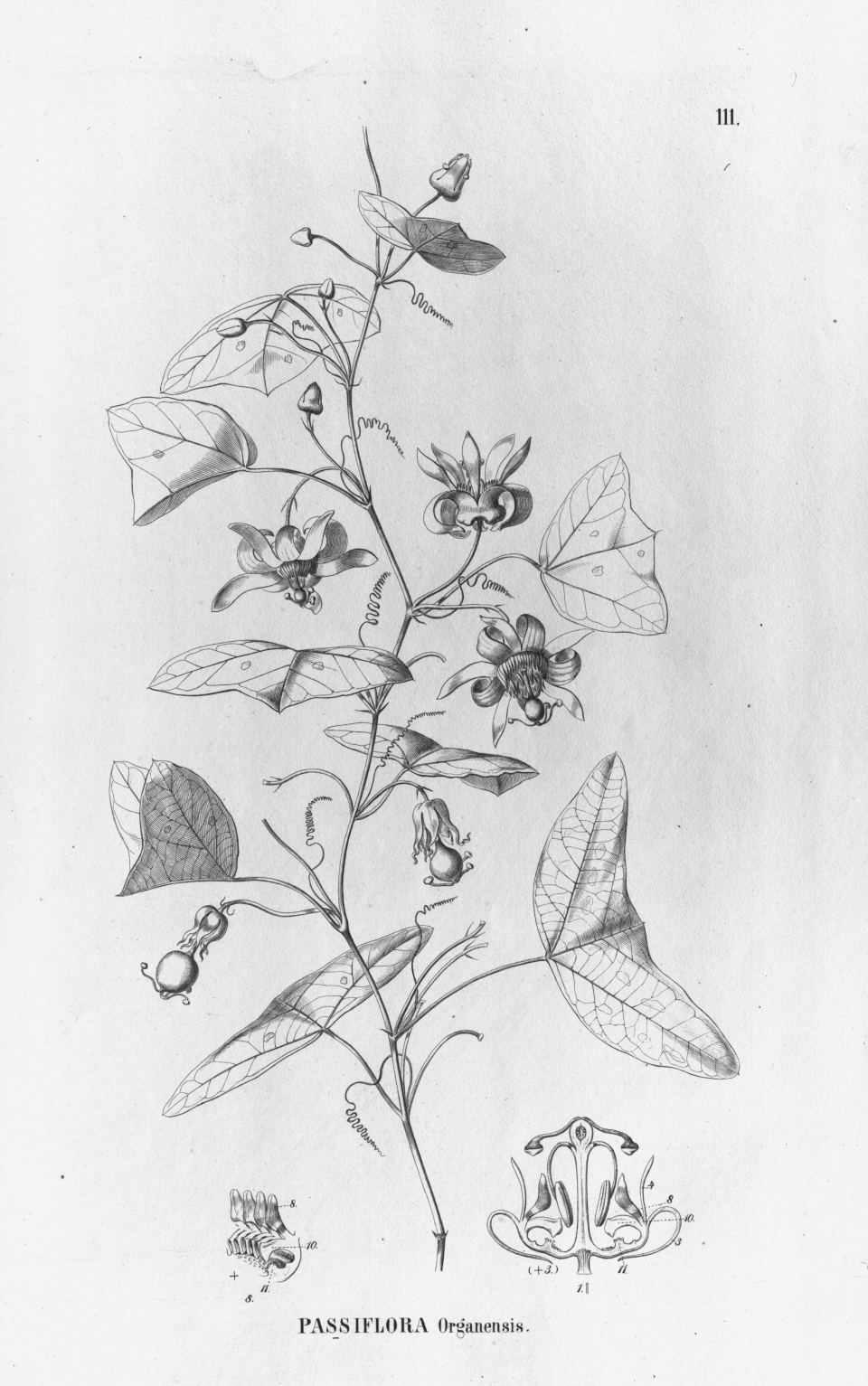 Passiflora organensis
