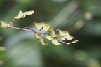 Hylodesmum podocarpum