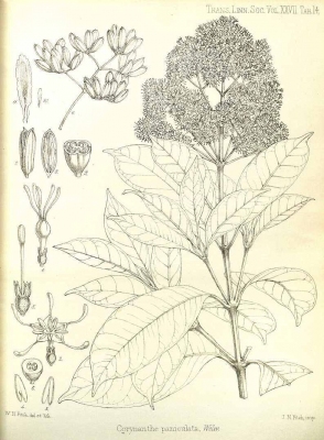 Corynanthe paniculata