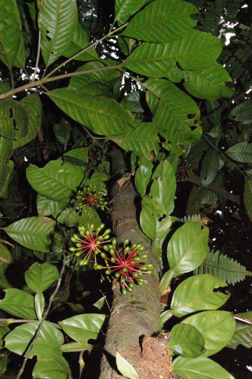 Guatteria amplifolia
