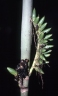Areca macrocalyx