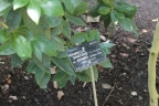 Camellia sinensis assamica