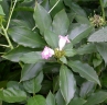 Costus phyllocephalus