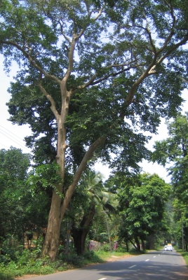 Lagerstroemia microcarpa