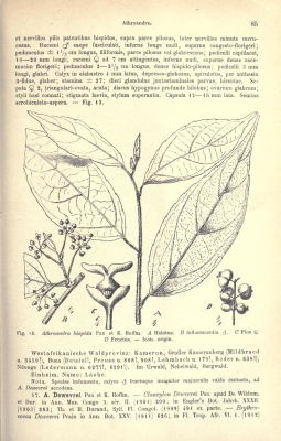 Erythrococca hispida