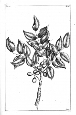 Canarium balsamiferum