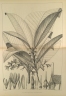 Dipterocarpus dyeri