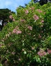 Fuchsia paniculata