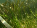 Posidonia australis