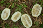 Cucumeropsis mannii