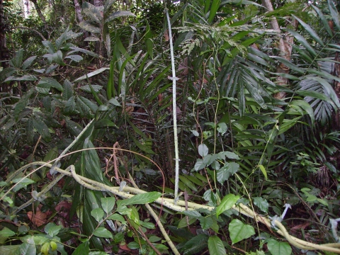 Dioscorea smilacifolia