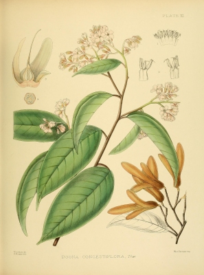 Shorea congestiflora