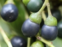 Cinnamomum oliveri