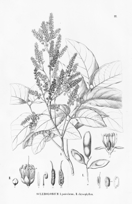 Tachigali vulgaris